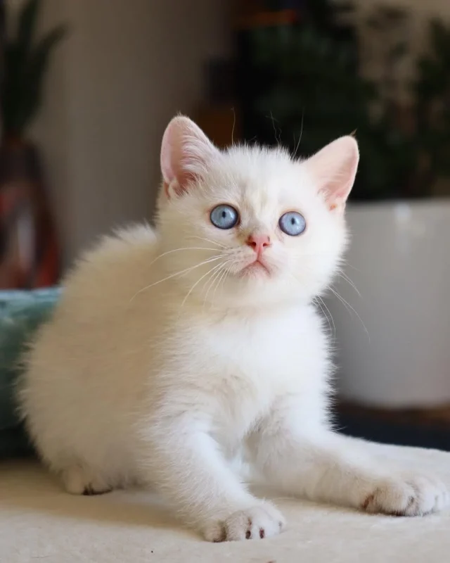 Breeds of Cats