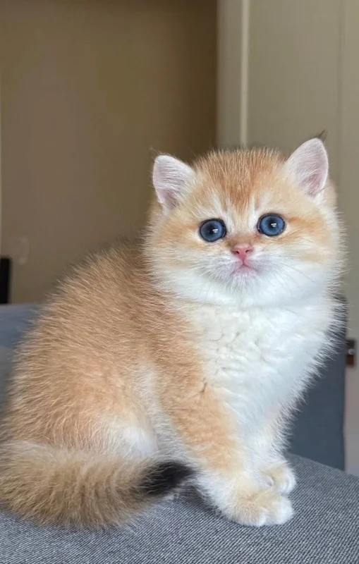 kittens for adoption in Dubai