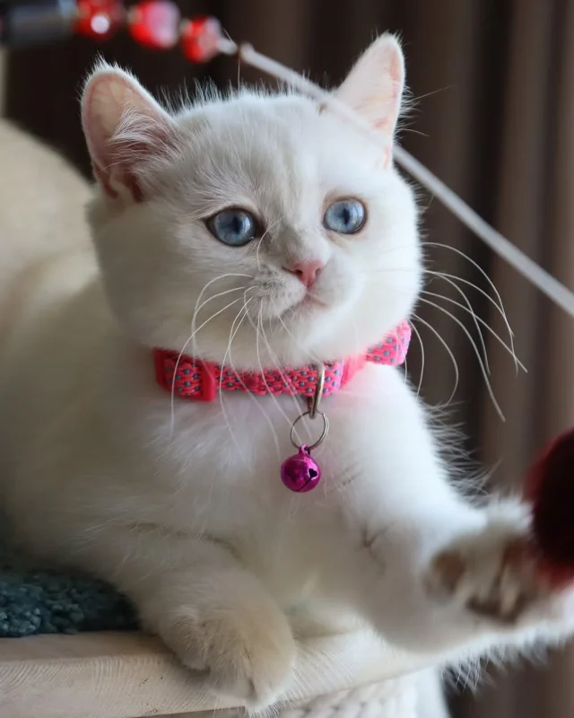 Cats in Dubai