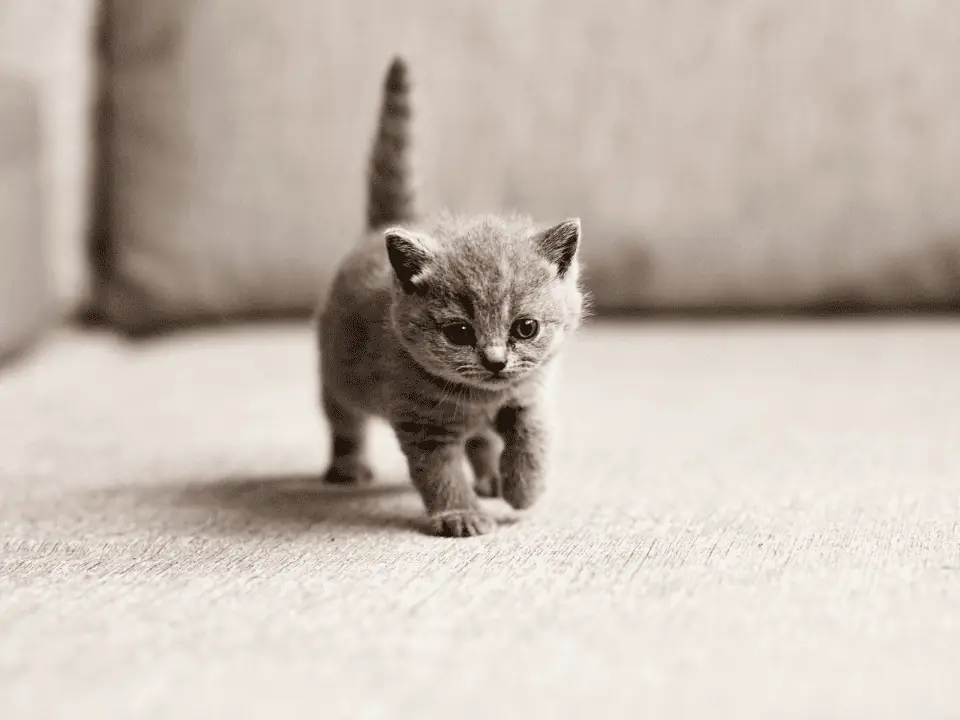 Deworm My Cat in Dubai