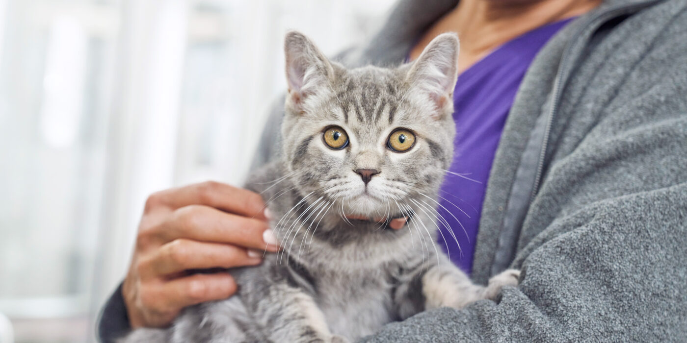 Cats in the UAE