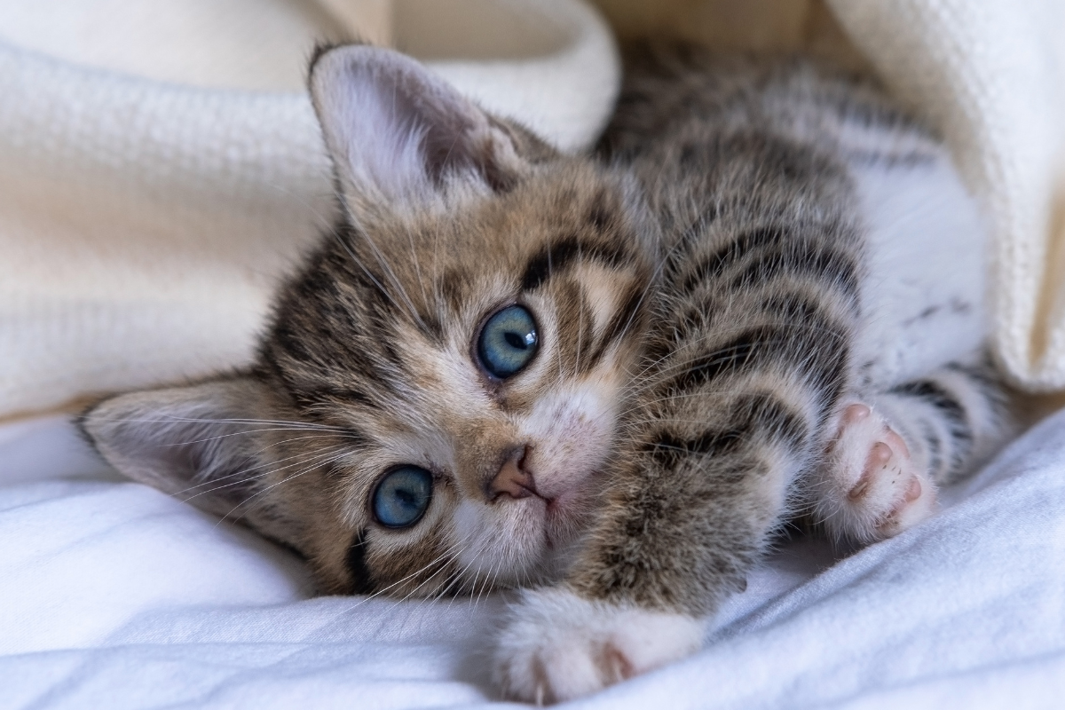 Cats in the UAE
