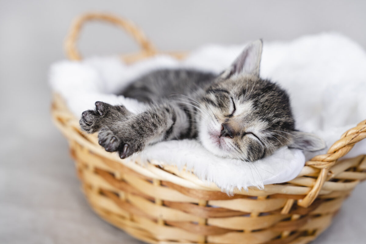Cats in Dubai