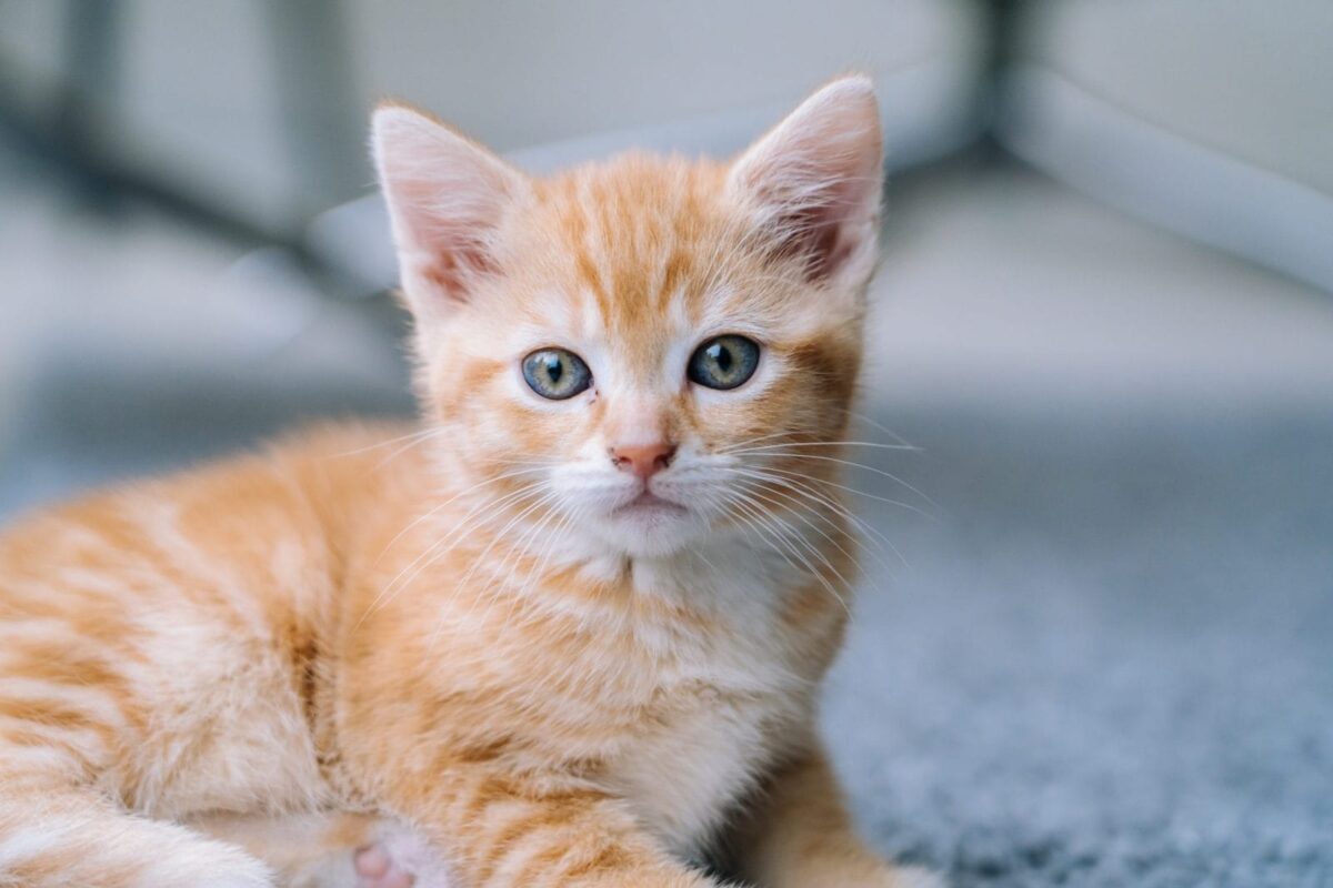 Ragdoll Kittens for Sale in Dubai