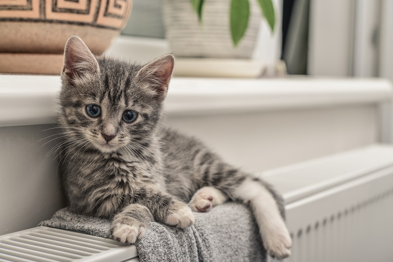 Breeds of Cats