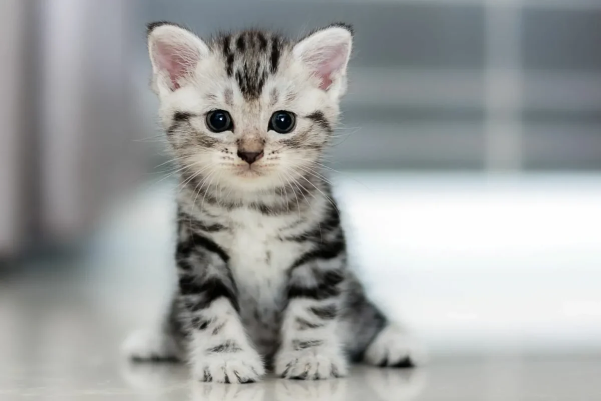 kittens for sale in Dubai