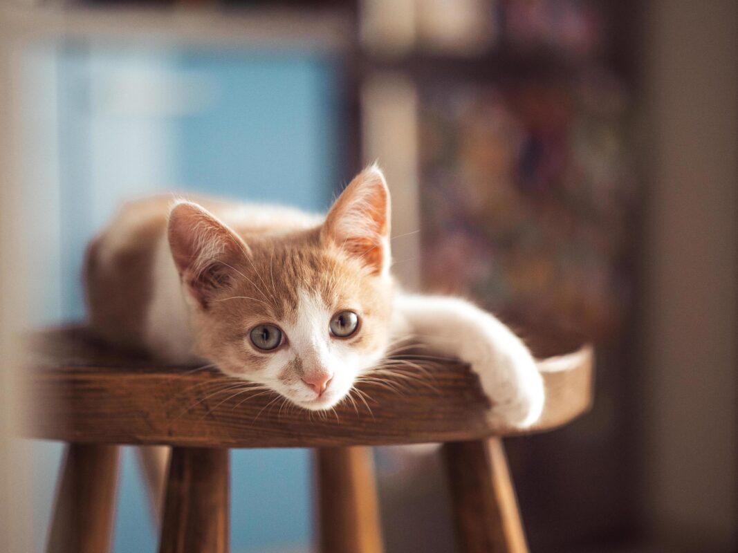 Cats in Dubai