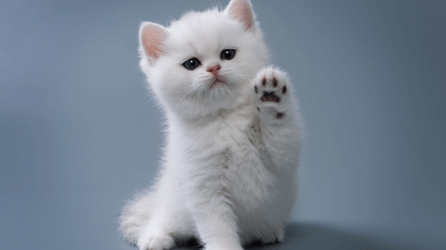 Rules for Pets in Dubai