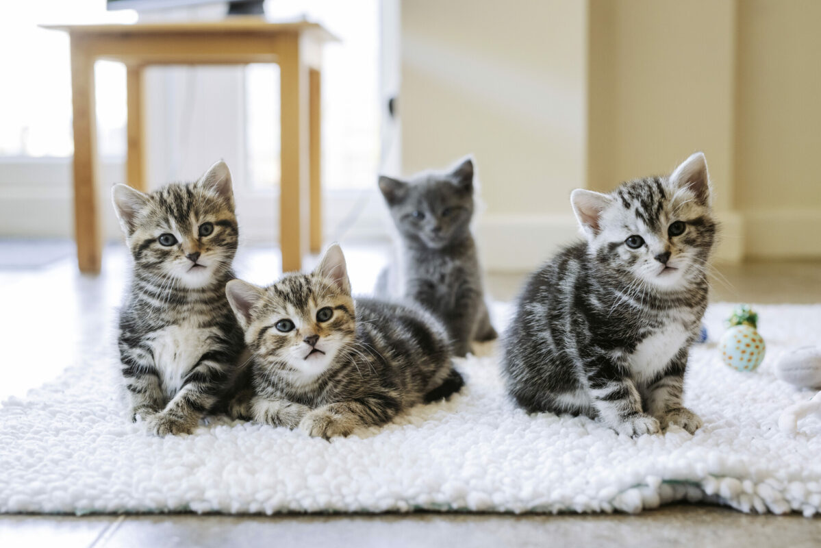Cat Vaccination Cost in Dubai