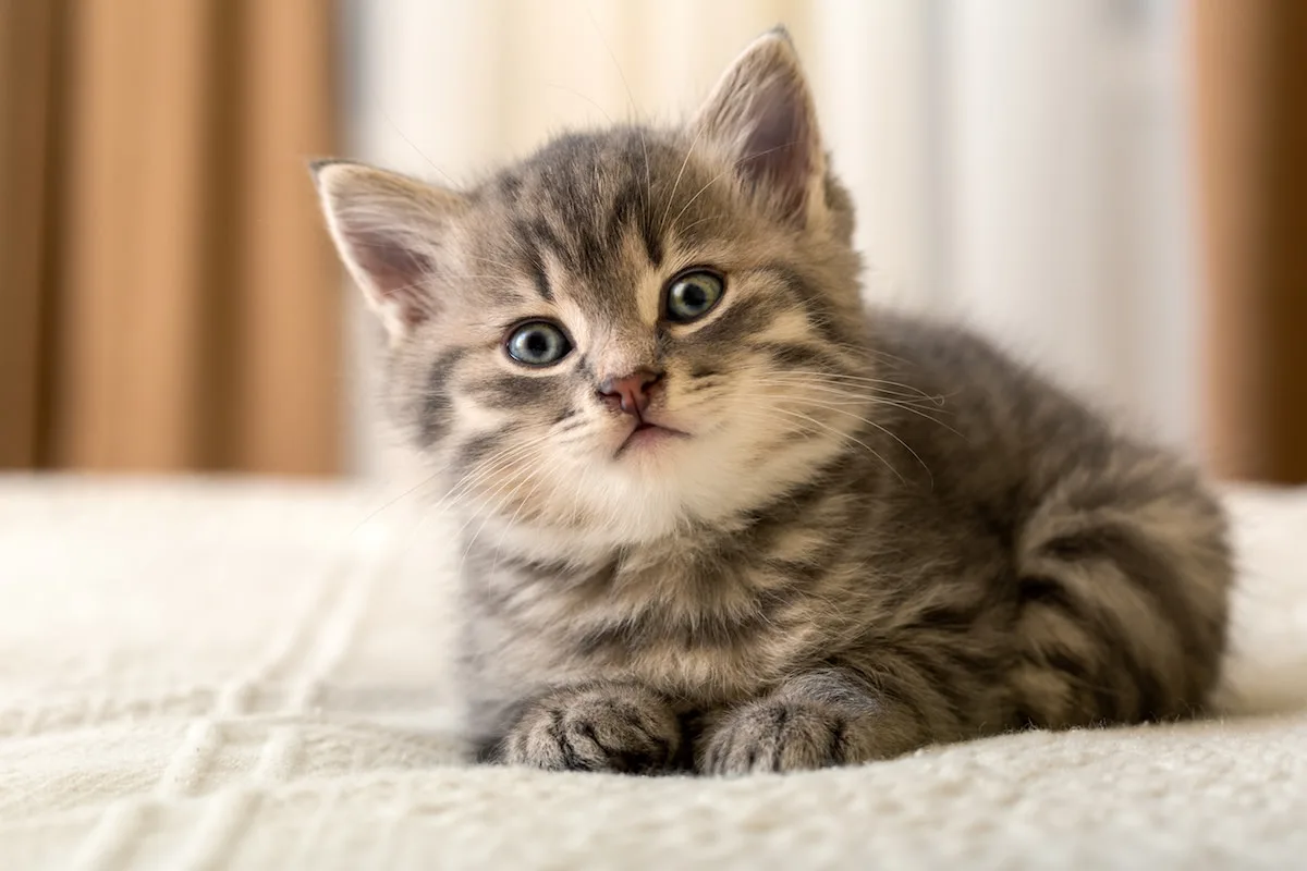 Quality Cat Food in Dubai