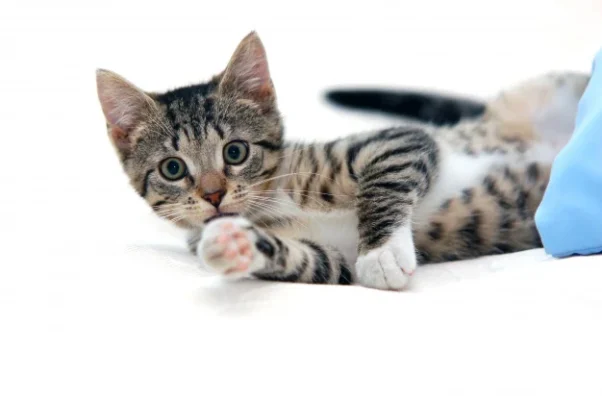 Are cats in Dubai vaccinated?