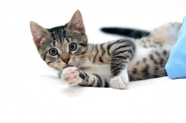 Treat Fleas and Ticks