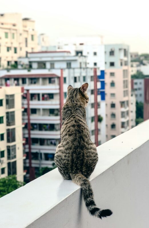 Outdoor Cat in the UAE