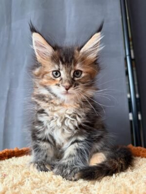 Maine Coon Kittens